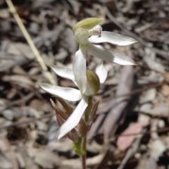 Caladenia sp. at Canberra Central, ACT - suppressed