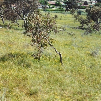 Tricoryne elatior (Yellow Rush Lily) at Conder, ACT - 6 Dec 1999 by michaelb