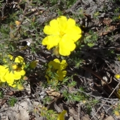 Hibbertia stricta at Black Mountain - 11 Oct 2014 by galah681