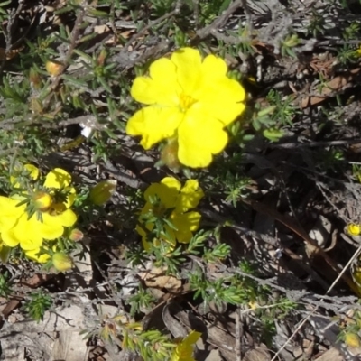 Hibbertia stricta at Black Mountain - 10 Oct 2014 by galah681