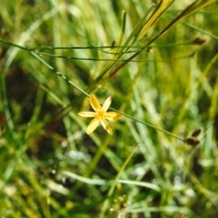Tricoryne elatior (Yellow Rush Lily) at Conder, ACT - 10 Nov 2000 by MichaelBedingfield