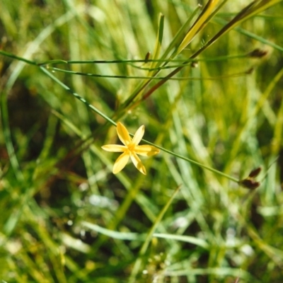 Tricoryne elatior (Yellow Rush Lily) at Conder, ACT - 10 Nov 2000 by MichaelBedingfield
