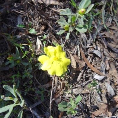Hibbertia obtusifolia (Grey Guinea-flower) at Canberra Central, ACT - 10 Oct 2014 by galah681