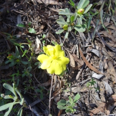 Hibbertia obtusifolia (Grey Guinea-flower) at Canberra Central, ACT - 11 Oct 2014 by galah681