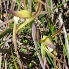 Lyperanthus suaveolens (Brown Beaks) at Canberra Central, ACT - 11 Oct 2014 by galah681