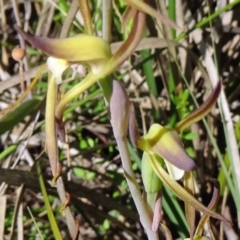 Lyperanthus suaveolens (Brown Beaks) at Black Mountain - 10 Oct 2014 by galah681