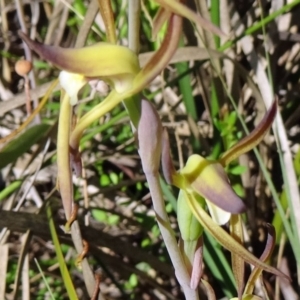 Lyperanthus suaveolens at Canberra Central, ACT - 11 Oct 2014