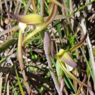 Lyperanthus suaveolens (Brown Beaks) at Canberra Central, ACT - 11 Oct 2014 by galah681