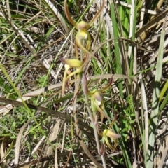 Lyperanthus suaveolens at Canberra Central, ACT - suppressed