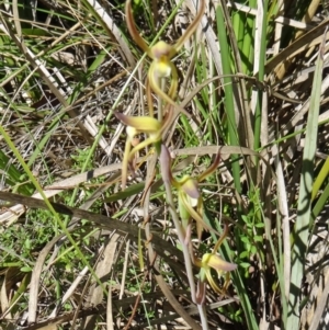 Lyperanthus suaveolens at Canberra Central, ACT - 11 Oct 2014