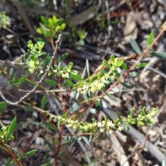 Phyllanthus occidentalis (Thyme Spurge) at Black Mountain - 10 Oct 2014 by galah681