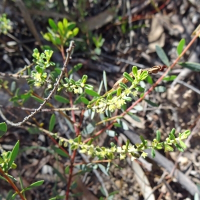 Phyllanthus occidentalis (Thyme Spurge) at Canberra Central, ACT - 11 Oct 2014 by galah681