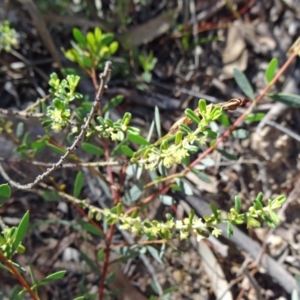 Phyllanthus occidentalis at Canberra Central, ACT - 11 Oct 2014