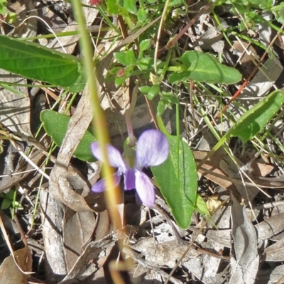 Viola betonicifolia (Mountain Violet) at Black Mountain - 10 Oct 2014 by galah681