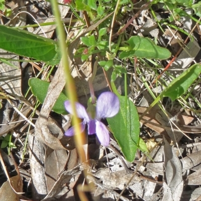 Viola betonicifolia (Mountain Violet) at Canberra Central, ACT - 11 Oct 2014 by galah681