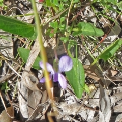 Viola betonicifolia (Mountain Violet) at Canberra Central, ACT - 10 Oct 2014 by galah681