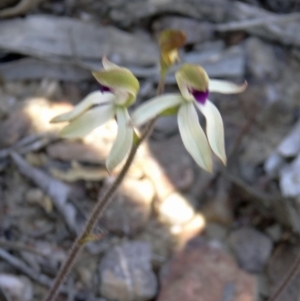 Caladenia ustulata at Canberra Central, ACT - suppressed