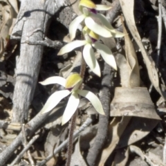 Caladenia ustulata at Canberra Central, ACT - 11 Oct 2014