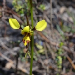 Diuris sulphurea (Tiger Orchid) at Canberra Central, ACT - 11 Oct 2014 by galah681