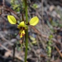 Diuris sulphurea (Tiger Orchid) at Black Mountain - 10 Oct 2014 by galah681