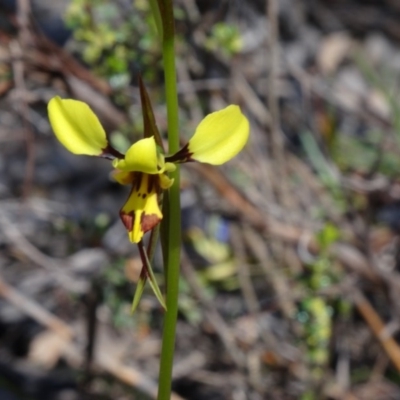 Diuris sulphurea (Tiger Orchid) at Canberra Central, ACT - 11 Oct 2014 by galah681