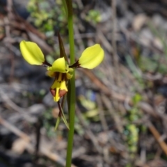 Diuris sulphurea (Tiger Orchid) at Canberra Central, ACT - 10 Oct 2014 by galah681