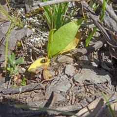 Ophioglossum lusitanicum (Adder's Tongue) at Canberra Central, ACT - 10 Oct 2014 by galah681