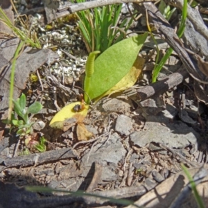 Ophioglossum lusitanicum at Canberra Central, ACT - 11 Oct 2014