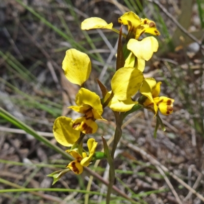 Diuris nigromontana (Black Mountain Leopard Orchid) at Black Mountain - 10 Oct 2014 by galah681