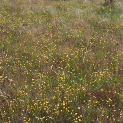 Tricoryne elatior (Yellow Rush Lily) at Conder, ACT - 26 Nov 1999 by MichaelBedingfield