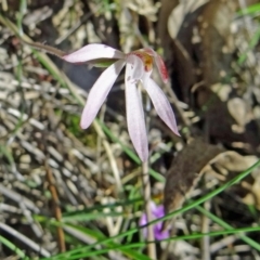 Caladenia fuscata (Dusky Fingers) at Black Mountain - 10 Oct 2014 by galah681