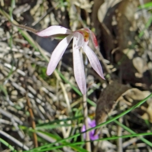 Caladenia fuscata at Canberra Central, ACT - 11 Oct 2014