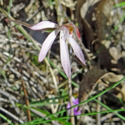 Caladenia fuscata (Dusky Fingers) at Canberra Central, ACT - 10 Oct 2014 by galah681