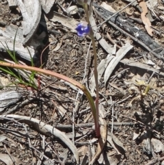 Thelymitra pauciflora (Slender Sun Orchid) at Black Mountain - 10 Oct 2014 by galah681