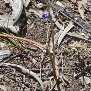 Thelymitra pauciflora at Bruce, ACT - suppressed