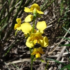 Diuris nigromontana (Black Mountain Leopard Orchid) at Bruce, ACT - 10 Oct 2014 by galah681