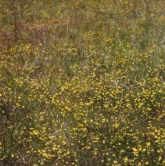 Tricoryne elatior (Yellow Rush Lily) at Conder, ACT - 27 Nov 1999 by michaelb