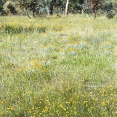 Tricoryne elatior (Yellow Rush Lily) at Conder, ACT - 30 Nov 1999 by MichaelBedingfield