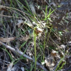 Pterostylis pedunculata (Maroonhood) at Tidbinbilla Nature Reserve - 3 Oct 2014 by galah681