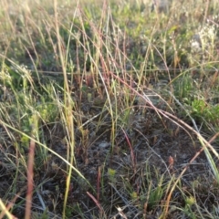 Psilurus incurvus (Bristle-tail Grass) at Theodore, ACT - 7 Oct 2014 by MichaelBedingfield