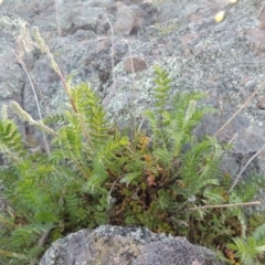 Acaena x ovina (Sheep's Burr) at Rob Roy Range - 7 Oct 2014 by michaelb