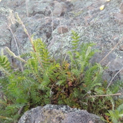 Acaena x ovina (Sheep's Burr) at Theodore, ACT - 7 Oct 2014 by MichaelBedingfield