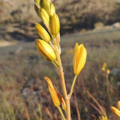 Bulbine bulbosa (Golden Lily, Bulbine Lily) at Theodore, ACT - 7 Oct 2014 by MichaelBedingfield