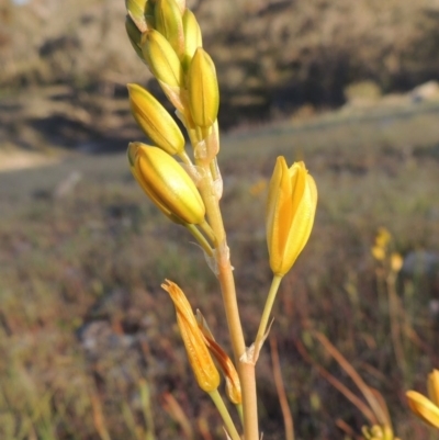 Bulbine bulbosa (Golden Lily) at Rob Roy Range - 7 Oct 2014 by michaelb