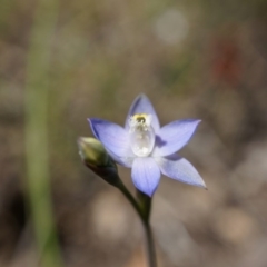 Thelymitra pauciflora (Slender Sun Orchid) at Black Mountain - 12 Oct 2014 by AaronClausen