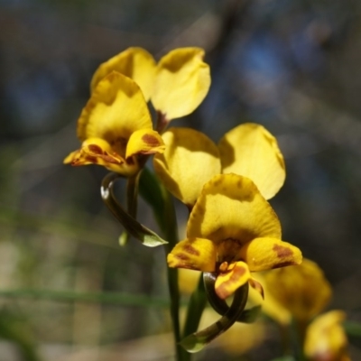 Diuris nigromontana (Black Mountain Leopard Orchid) at Black Mountain - 12 Oct 2014 by AaronClausen