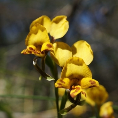 Diuris nigromontana (Black Mountain Leopard Orchid) at Point 5204 - 12 Oct 2014 by AaronClausen