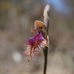 Calochilus platychilus (Purple Beard Orchid) at Black Mountain - 12 Oct 2014 by AaronClausen