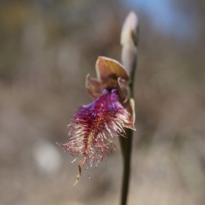 Calochilus platychilus (Purple Beard Orchid) at Black Mountain - 12 Oct 2014 by AaronClausen