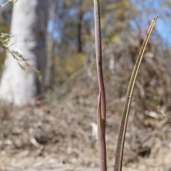 Calochilus platychilus at Canberra Central, ACT - suppressed